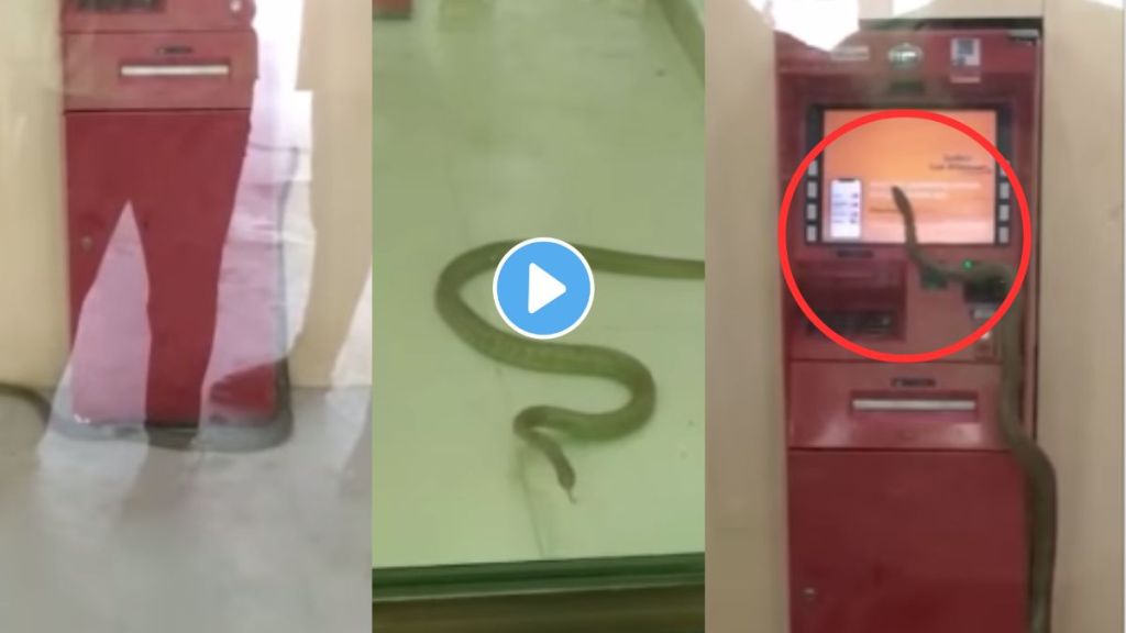 Snake viral video
