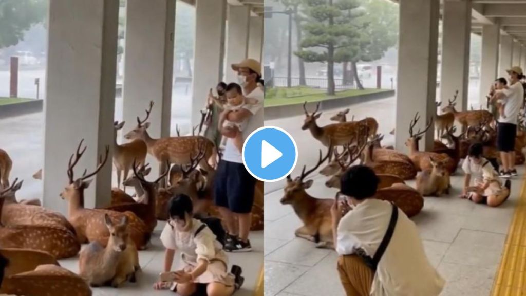 deer trending videos