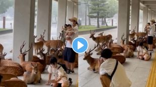 deer trending videos