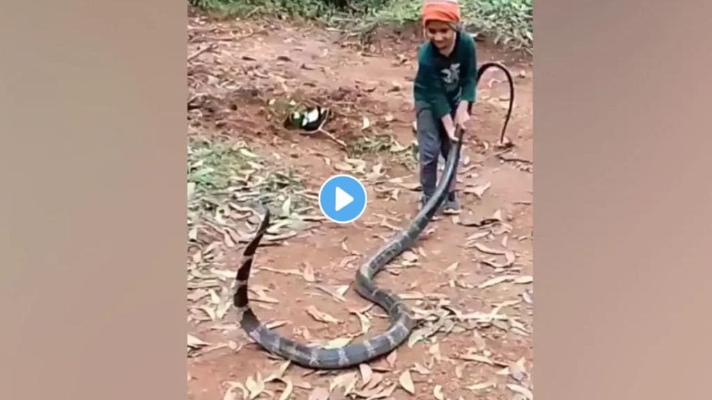 King Cobra Attack Videos King Cobra Attack Videos