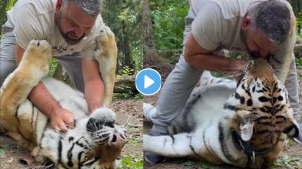 Man Plays With Tiger Shocking Video Man Plays With Tiger Shocking Video