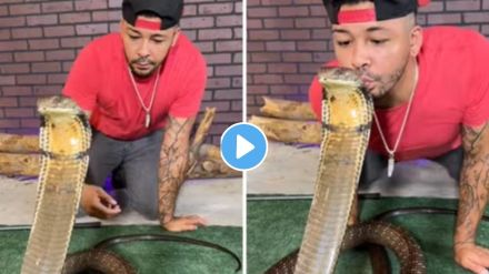 King Cobra Shocking Video Viral King Cobra Shocking Video Viral