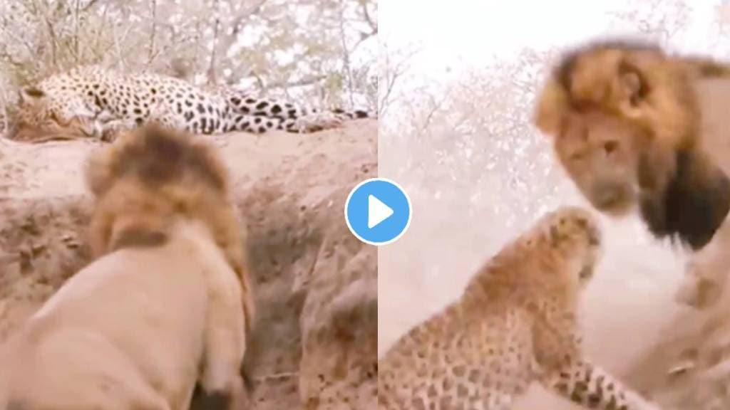 video Lion Attack on Leopard fights video goes viral on social media animals video video Lion Attack on Leopard fights video goes viral on social media animals video