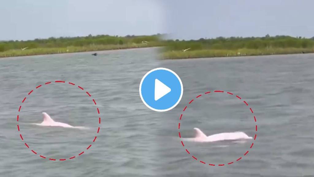 rare pink dolphin video