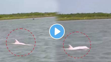 rare pink dolphin video
