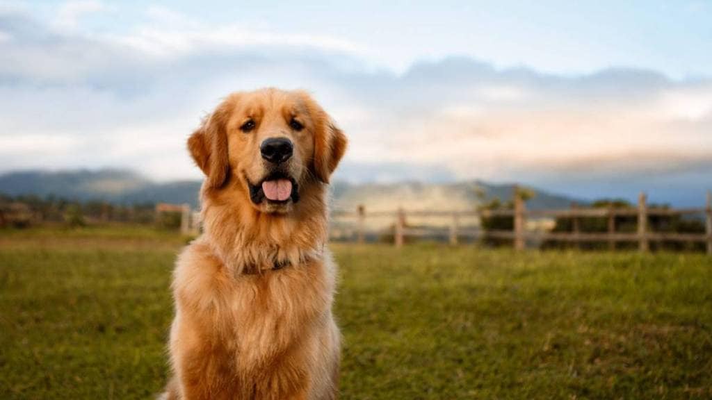Pet owner offers 10 crores reward for return of lost dog but a twist viral news trending news