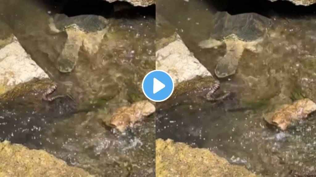 turtle attacked on snake shocking video turtle attacked on snake shocking video