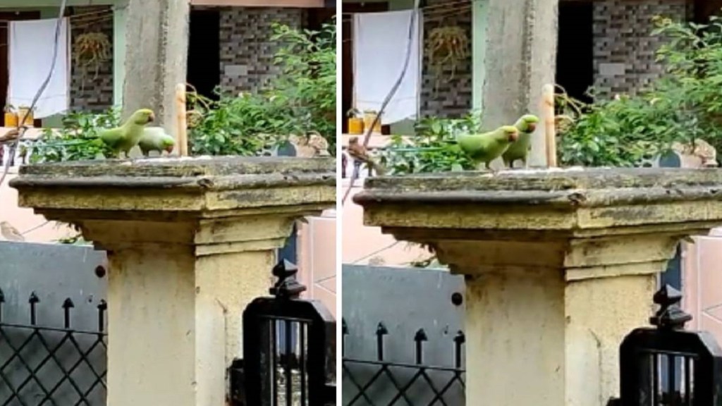 video of parrots picking seeds video of parrots picking seeds