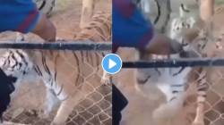 VIDEO: अतिशहाणपणा नडला! वाघाने हात पकडला, पंजा खाल्ला, अतिरक्तस्रावामुळे अखेर तरुणाचा मृत्यू