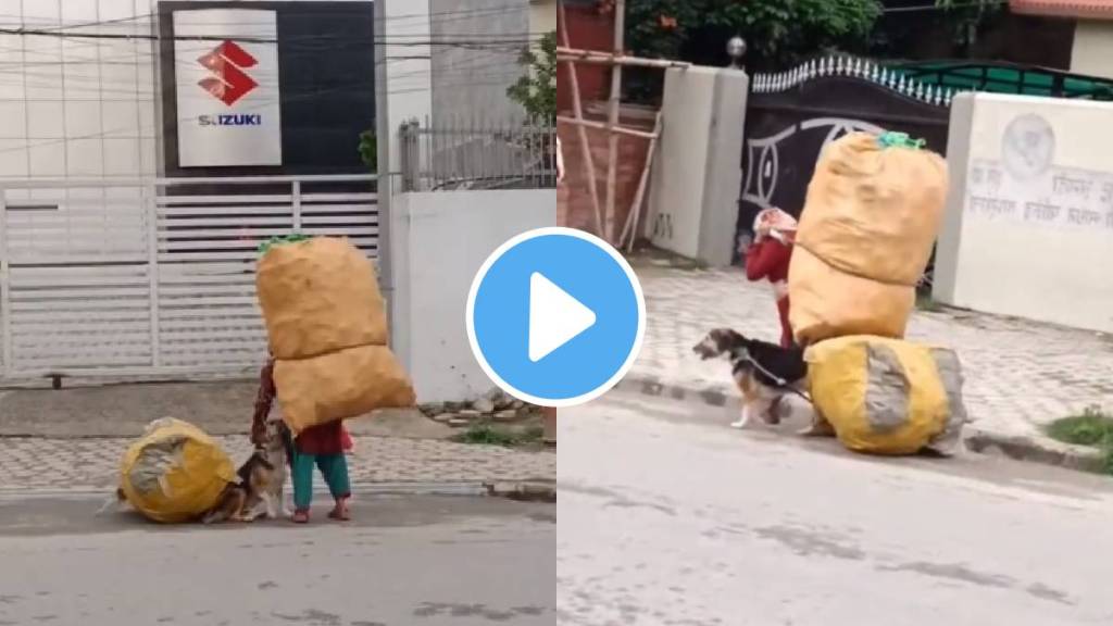 Dog pulling a bag full of garbage on the road Viral video