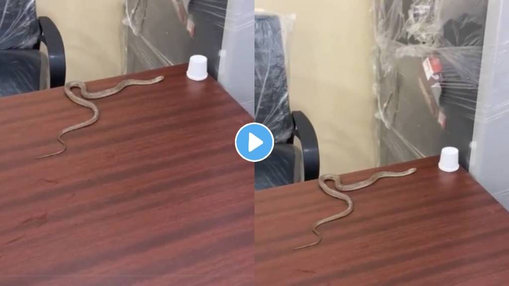 Man left the snake in government office GHMC ward office as he did not get the help from officers video goes viral on social media