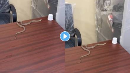 Man left the snake in government office GHMC ward office as he did not get the help from officers video goes viral on social media