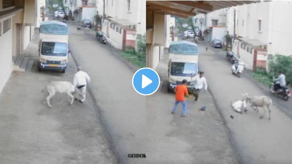 donkey deadly attack on old man in kolhapur maharashtra donkey deadly attack on old man in kolhapur maharashtra