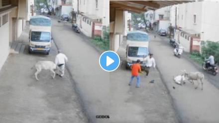 donkey deadly attack on old man in kolhapur maharashtra donkey deadly attack on old man in kolhapur maharashtra