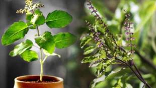 How to keep tulsi plant always green