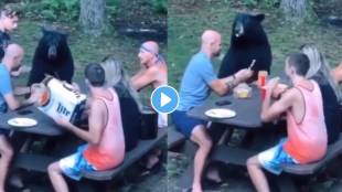 Bear Sits at Picnic Table Like Human to Eat Gourd