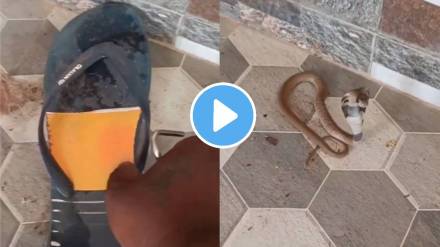 snake hidden in slippers Viral Video