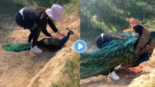 Woman Tried To Rob Peacock Eggs