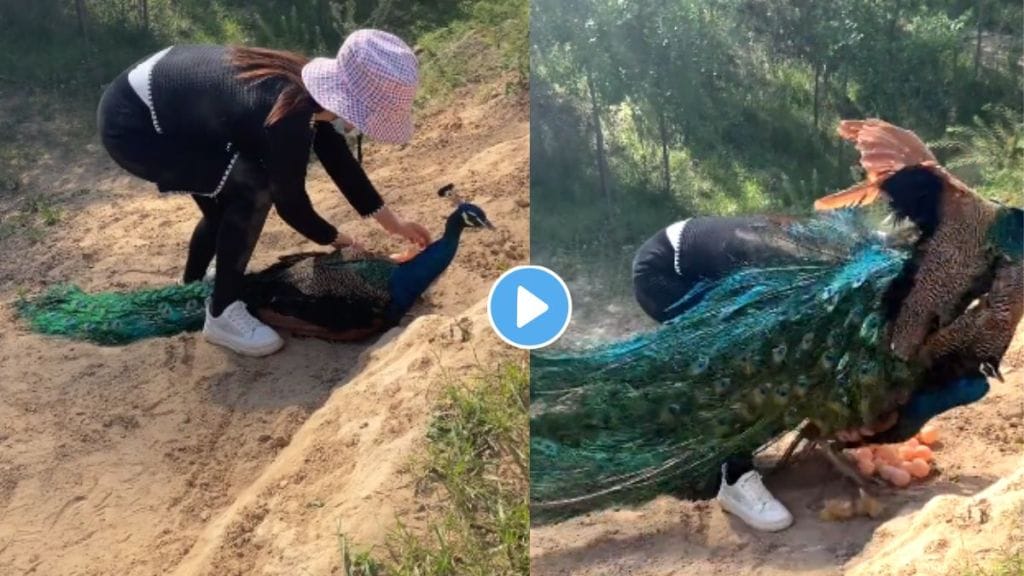 Woman Tried To Rob Peacock Eggs
