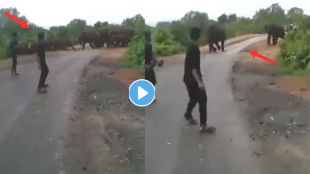 Herd Of Elephants Shocking Viral Video