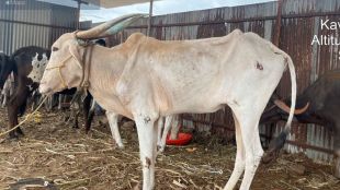 Release of 67 animals