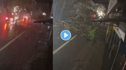 Tree Falls On A Bike Rider Video