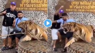 Tiger Attack Viral Video
