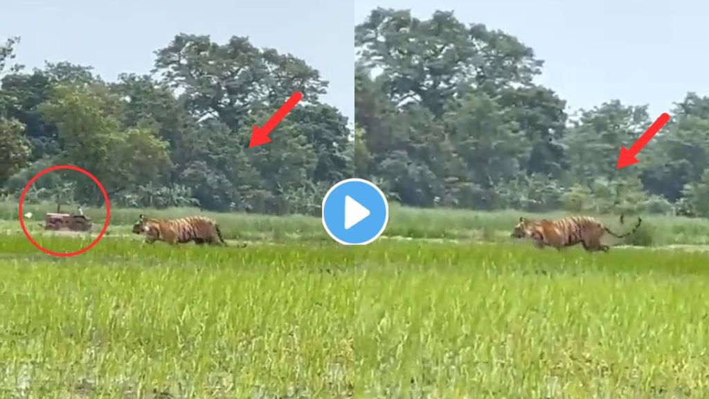 Royal Bengal Tiger Video Viral Royal Bengal Tiger Video Viral