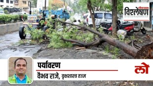 how to stop tree falling