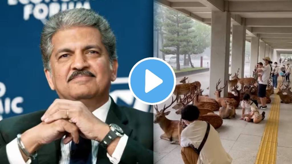 anand mahindra shares heartwarming video of deer taking shelter alongside humans amid heavy rain watch video anand mahindra shares heartwarming video of deer taking shelter alongside humans amid heavy rain watch video