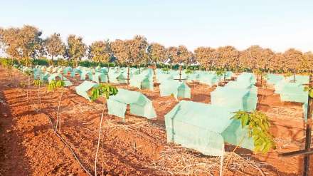 avocado fruit cultivation experiments in marathwada