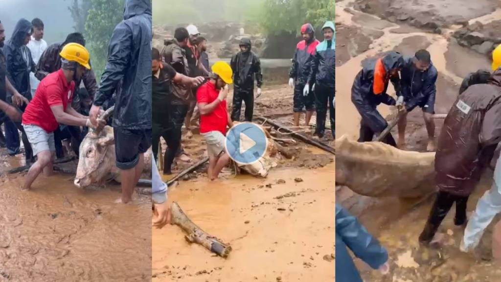 bull saved on irshalwadi