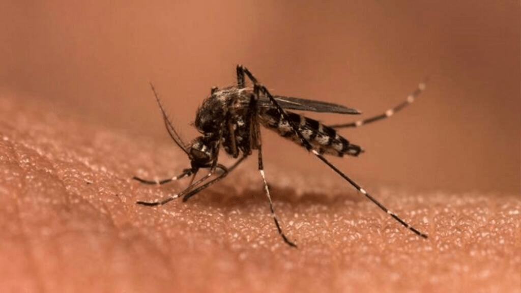 chikungunya patients increased nagpur chikungunya patients increased nagpur