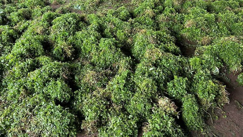 angry farmers throw coriander fenugreek at narayangaon submarket over poor price angry farmers throw coriander fenugreek at narayangaon submarket over poor price