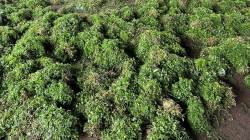 कोथिंबीर जुडी ५० पैसे, मेथीची जुडी एक रुपया; संतप्त शेतकऱ्यांनी नारायणगाव उपबाजार केंद्रात कोथिंबीर, मेथी फेकली