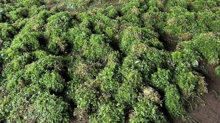 angry farmers throw coriander fenugreek at narayangaon submarket over poor price angry farmers throw coriander fenugreek at narayangaon submarket over poor price