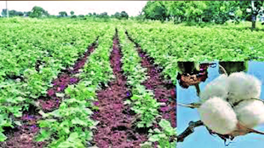 cotton
