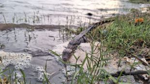 crocodiles stuck in muddy water