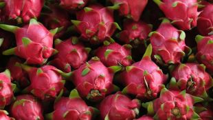 dragon fruit