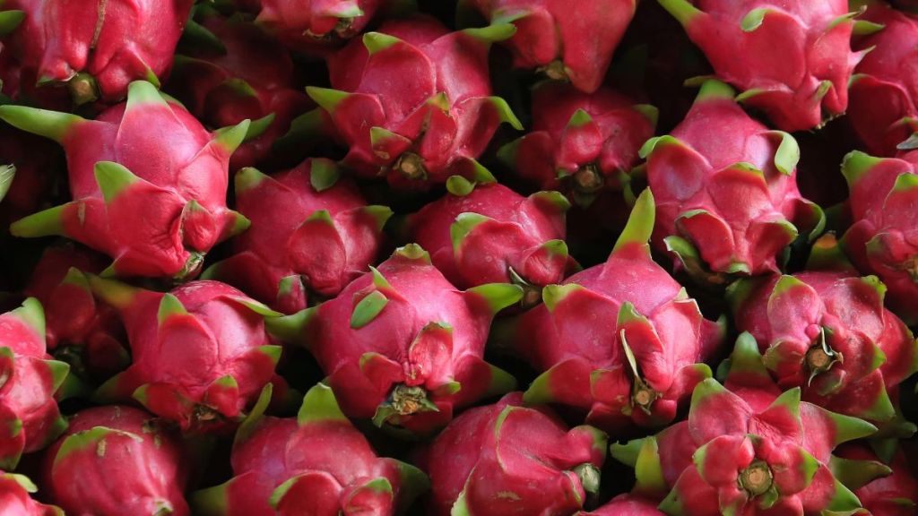 dragon fruit