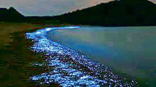 loksatta kutuhal life of diatoms in the world oceans