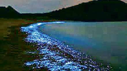 loksatta kutuhal life of diatoms in the world oceans loksatta kutuhal life of diatoms in the world oceans