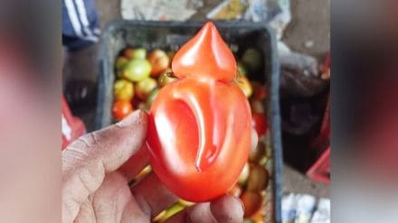 replica of Ganpati Bappa in tomato replica of Ganpati Bappa in tomato