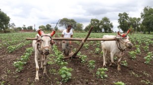farming