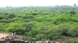 अग्रलेख: जंगल में (अ)मंगल?