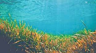 lokstatta kutuhal aquatic plants sea plankton sea tree and oxygen