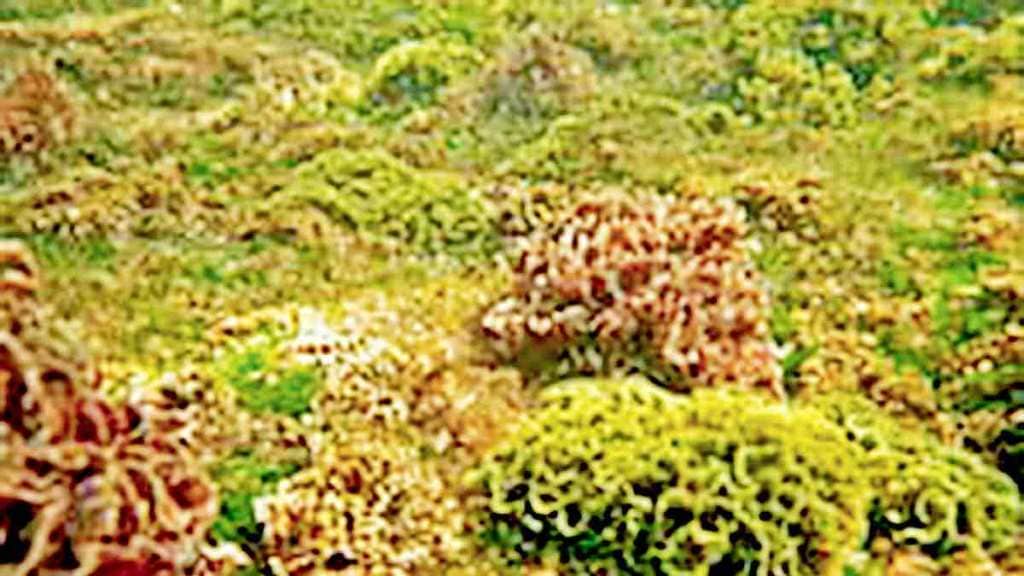 importance of seaweed in the marine utilization of seaweed use of seaweeds importance of seaweed in the marine utilization of seaweed use of seaweeds