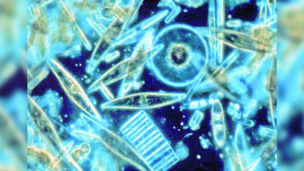 kutuhal Algae