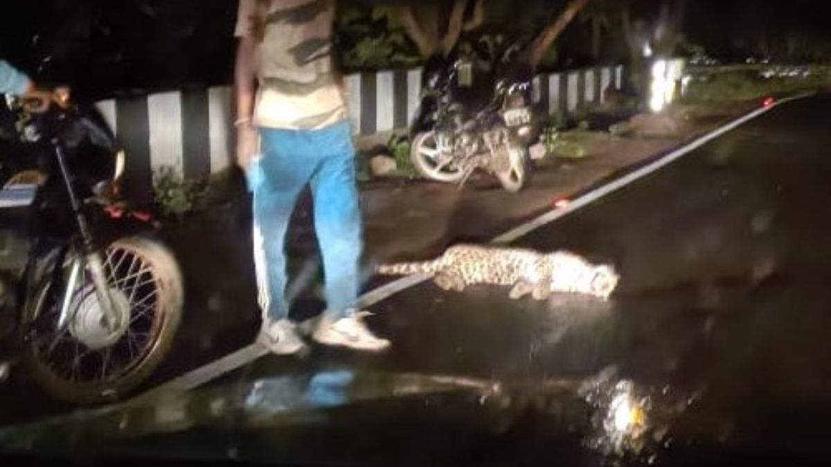अमरावती: चिखलदरा नजीक वाहनाच्‍या धडकेत बिबट्याचा मृत्‍यू | leopard dies ...