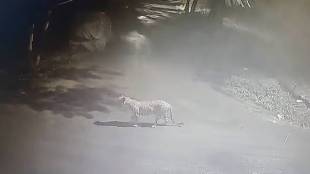 leopard, Nashik city, one injured, attack, forest department, alert mode
